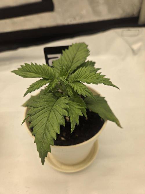Project: Tropical Punch Run. Week 3