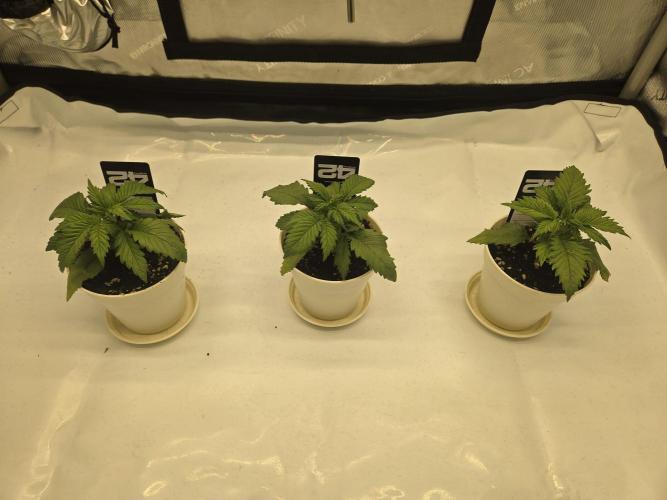 Project: Tropical Punch Run. Week 3