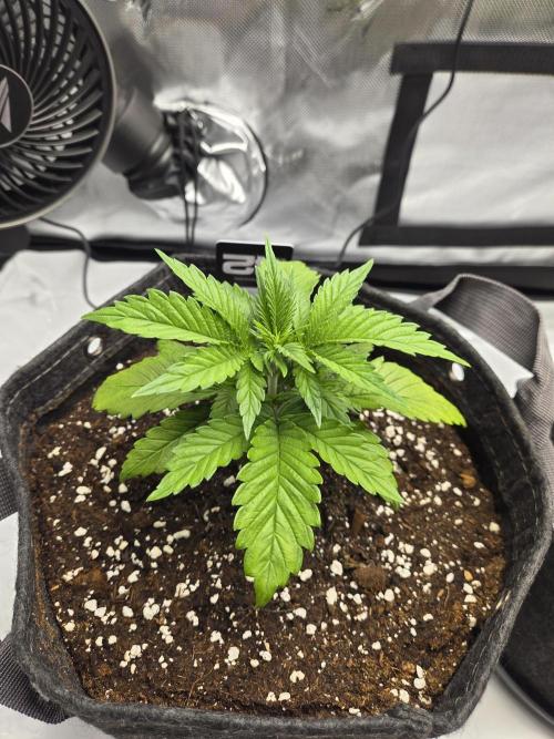 Project: Tropical Punch Run. Week 3