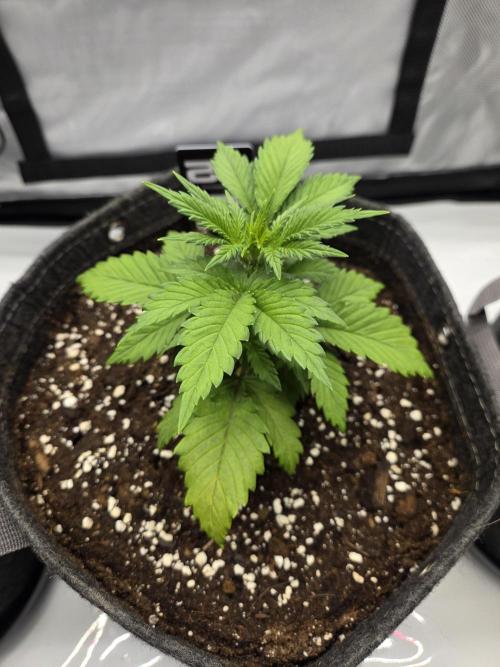 Project: Tropical Punch Run. Week 3