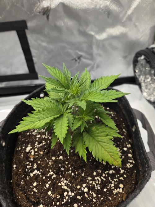 Project: Tropical Punch Run. Week 3