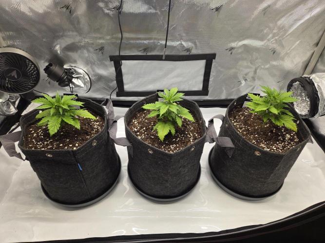 Project: Tropical Punch Run. Week 3