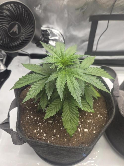 Project: Tropical Punch Run. Week 3