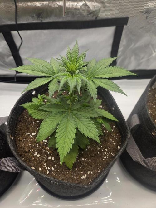 Project: Tropical Punch Run. Week 3