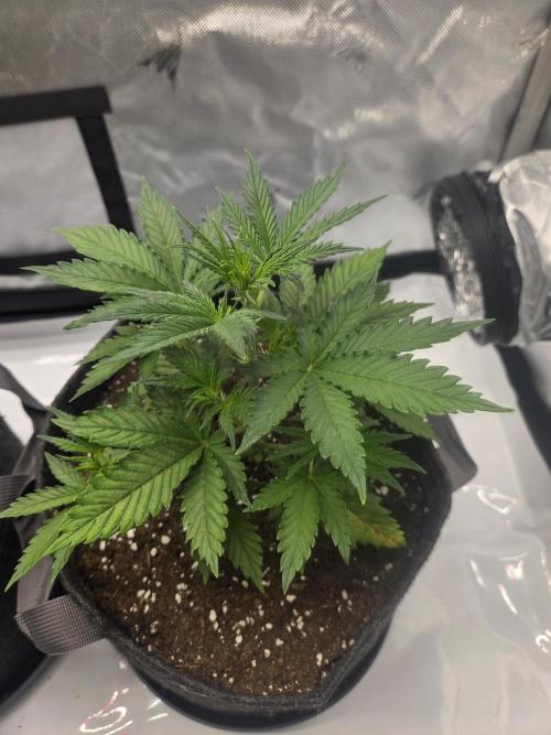 Project: Tropical Punch Run. Week 3