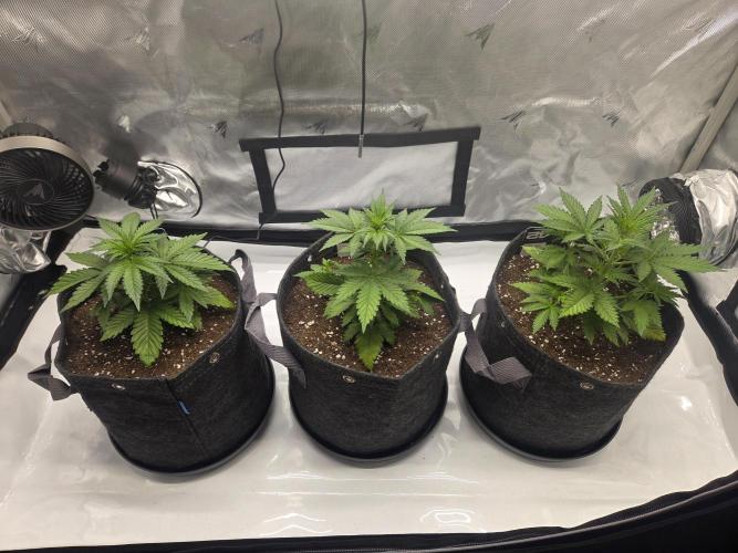 Project: Tropical Punch Run. Week 3