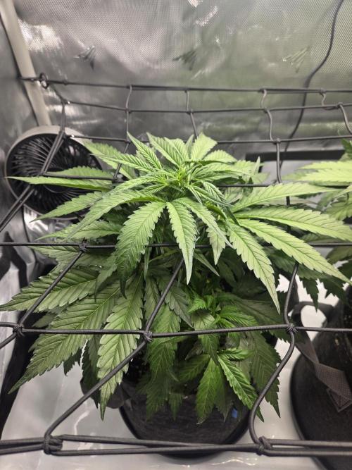 Project: Tropical Punch Run. Week 5