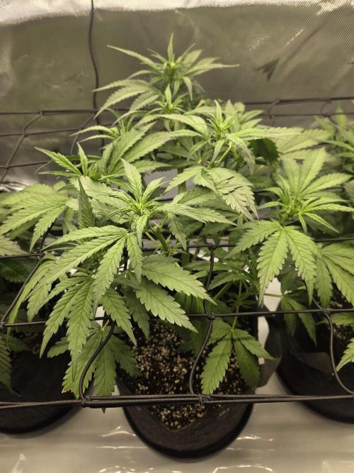 Project: Tropical Punch Run. Week 5