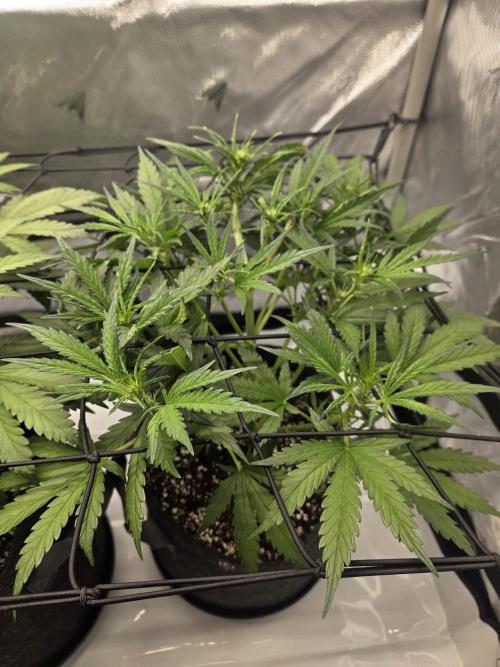 Project: Tropical Punch Run. Week 5