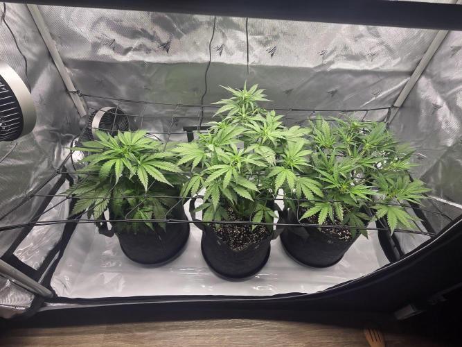 Project: Tropical Punch Run. Week 5