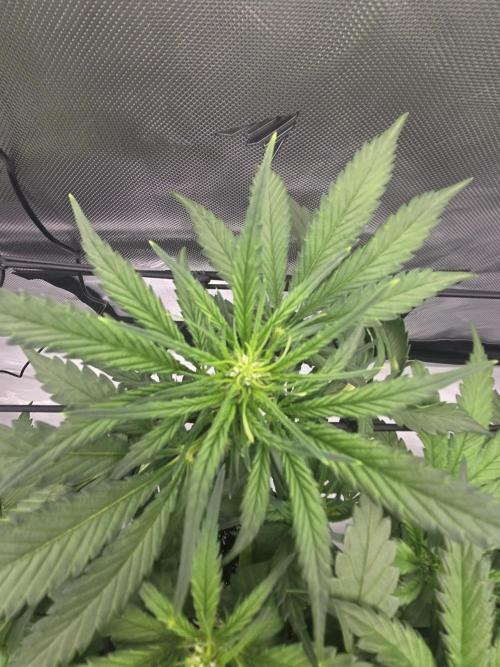 Project: Tropical Punch Run. Week 5