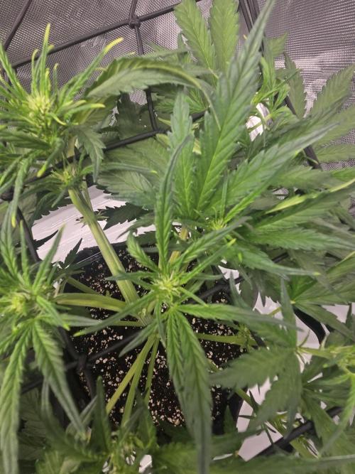 Project: Tropical Punch Run. Week 5