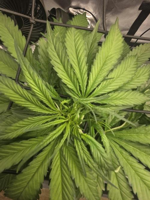 Project: Tropical Punch Run. Week 5