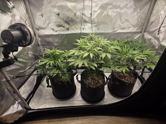 Project: Tropical Punch Run. Week 5
