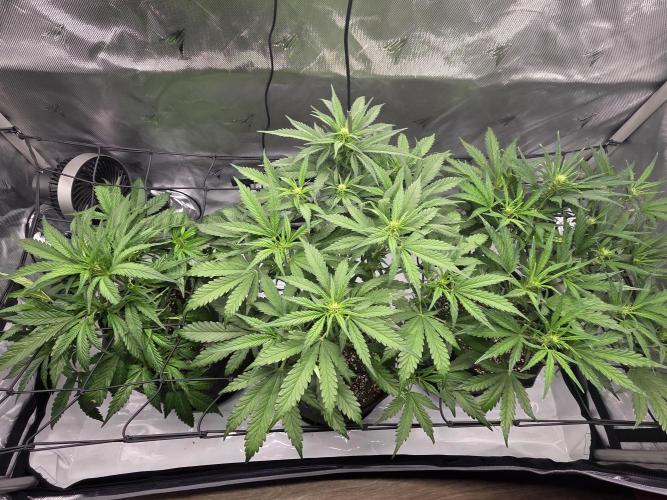 Project: Tropical Punch Run. Week 5