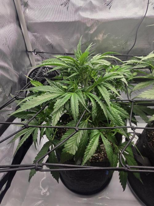 Project: Tropical Punch Run. Week 5