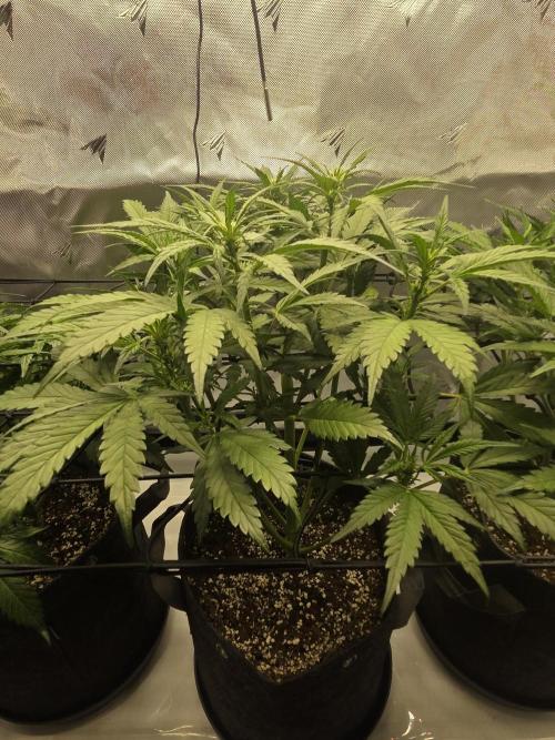 Project: Tropical Punch Run. Week 5