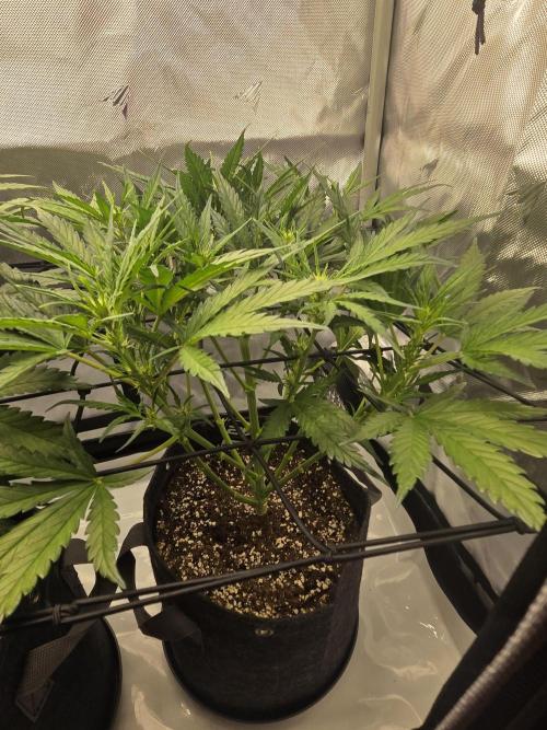 Project: Tropical Punch Run. Week 5