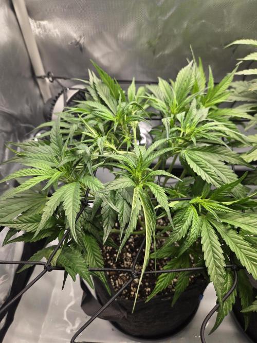 Project: Tropical Punch Run. Week 5