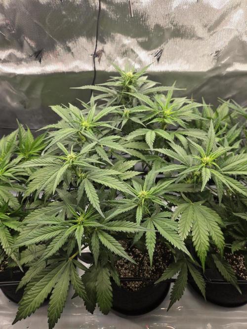 Project: Tropical Punch Run. Week 5