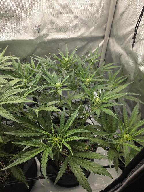 Project: Tropical Punch Run. Week 5