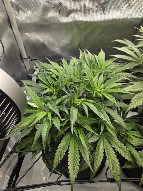 Project: Tropical Punch Run. Week 5