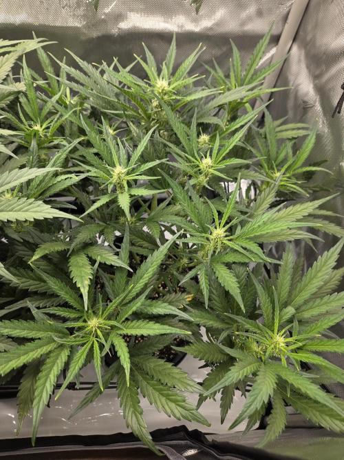 Project: Tropical Punch Run. Week 5