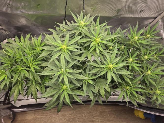 Project: Tropical Punch Run. Week 5