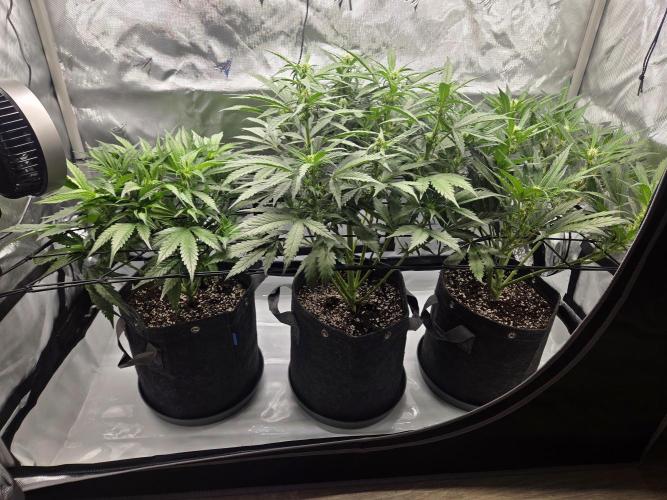 Project: Tropical Punch Run. Week 5