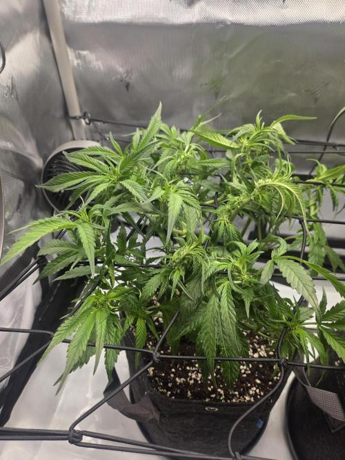 Project: Tropical Punch Run. Week 5