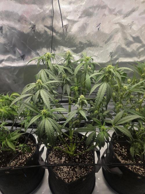 Project: Tropical Punch Run. Week 5