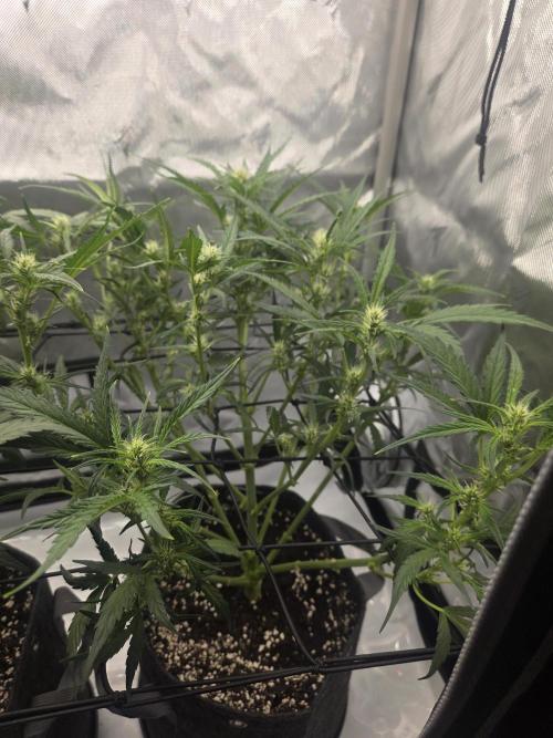 Project: Tropical Punch Run. Week 5