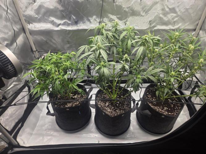 Project: Tropical Punch Run. Week 5