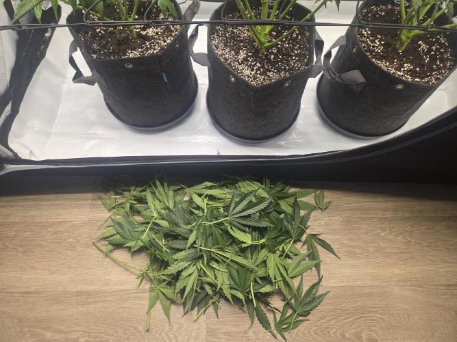 Project: Tropical Punch Run. Week 5
