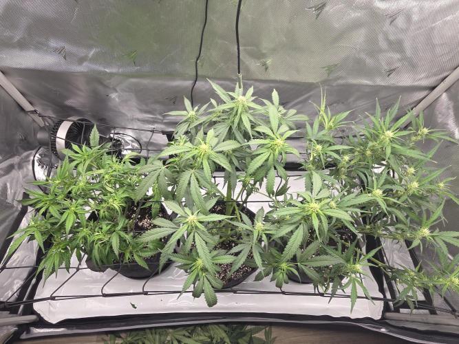 Project: Tropical Punch Run. Week 5
