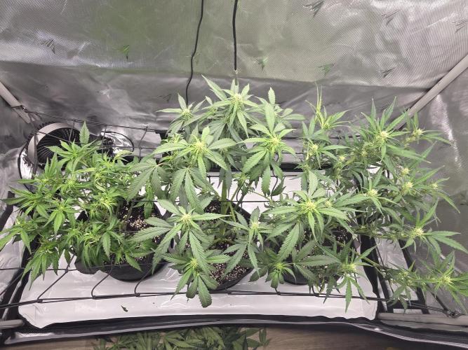 Project: Tropical Punch Run. Week 5