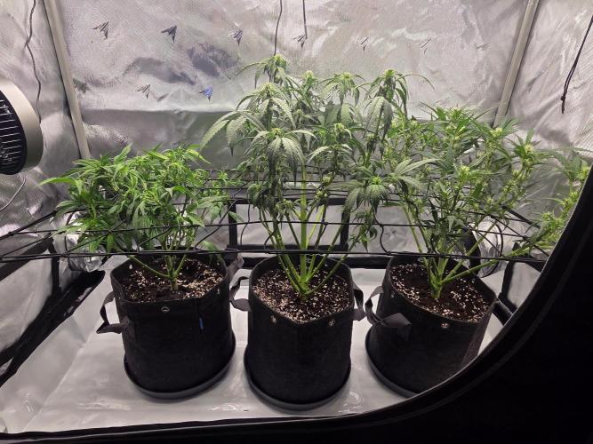 Project: Tropical Punch Run. Week 5