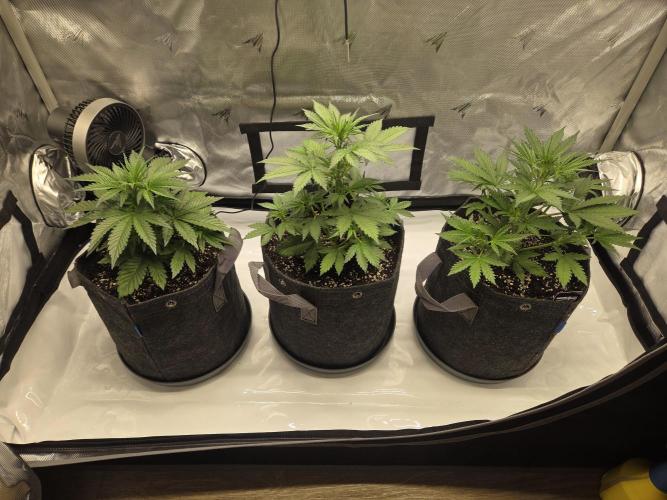 Project: Tropical Punch Run. Week 4