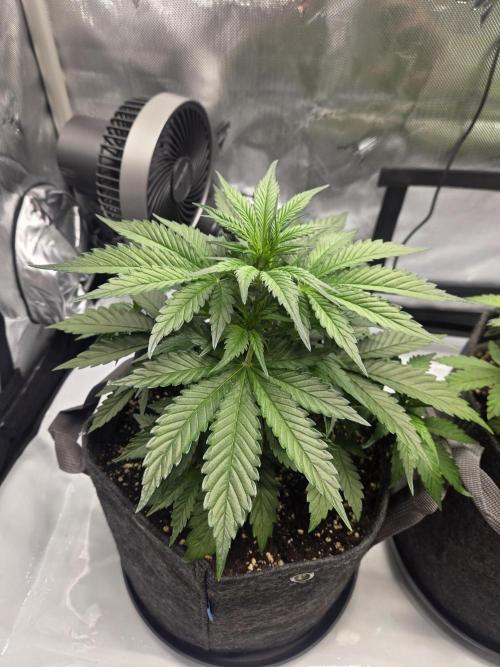 Project: Tropical Punch Run. Week 4