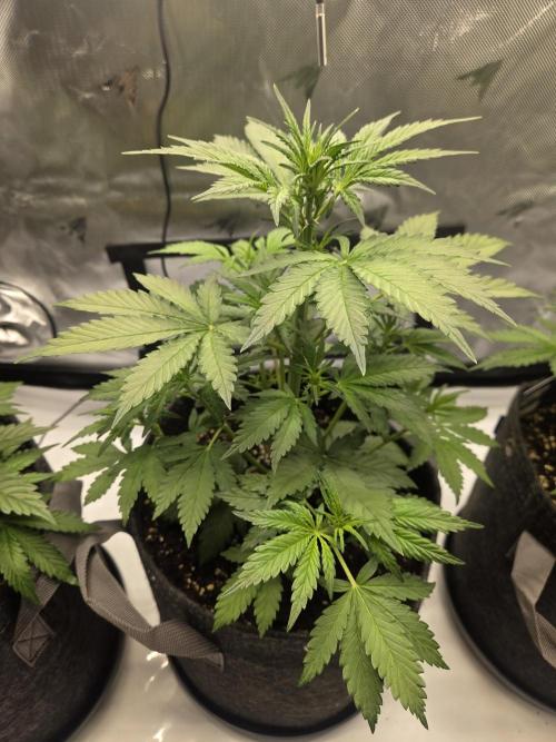 Project: Tropical Punch Run. Week 4