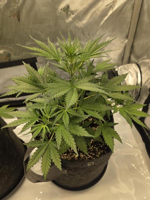 Project: Tropical Punch Run. Week 4