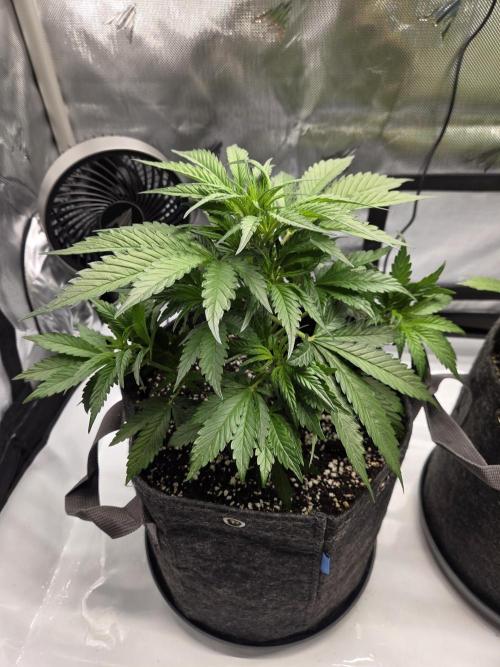 Project: Tropical Punch Run. Week 4