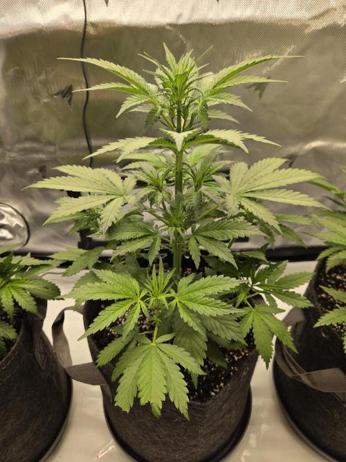 Project: Tropical Punch Run. Week 4