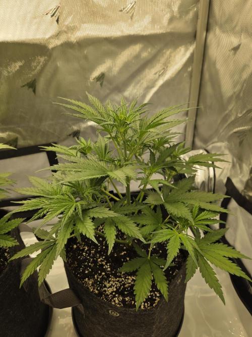 Project: Tropical Punch Run. Week 4