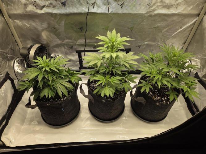Project: Tropical Punch Run. Week 4