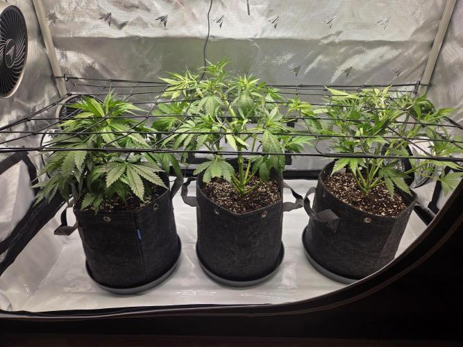 Project: Tropical Punch Run. Week 4