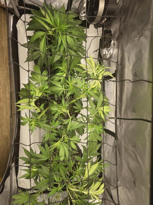 Project: Tropical Punch Run. Week 4