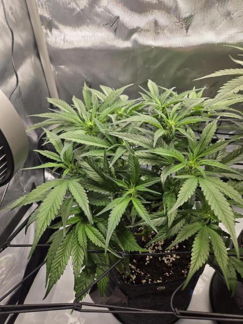 Project: Tropical Punch Run. Week 6