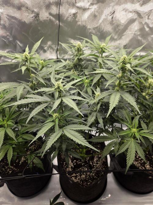 Project: Tropical Punch Run. Week 6