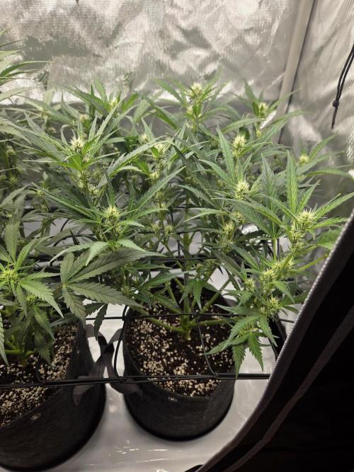 Project: Tropical Punch Run. Week 6